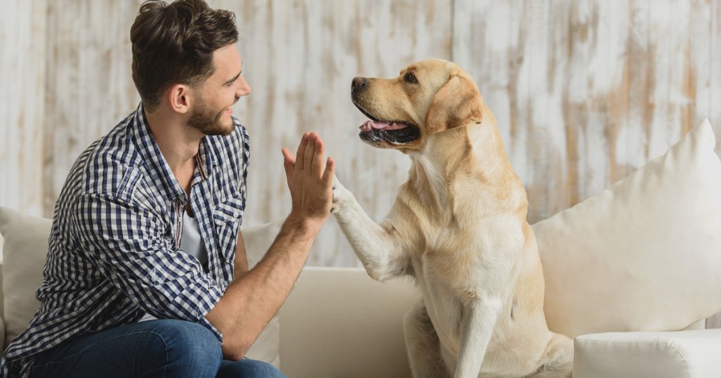 Haustierbetreuung von zu Hause aus: Verwandeln Sie Ihre Tierliebe in Profit Werden Sie Haustierbetreuer: Flexible und lohnende Geschäftsmöglichkeit von zu Hause aus