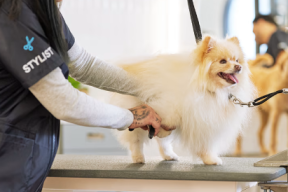 Suchen Sie nach Tierpflegesalons in Linz