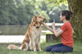 Finden Sie Haustiertrainer in Linz